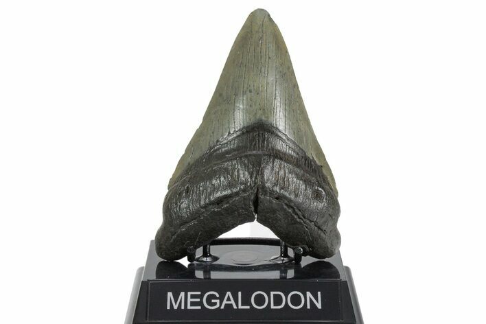 Fossil Megalodon Tooth - South Carolina #352202